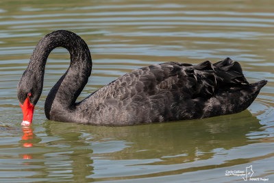 Cigno nero-Black Swan (Cygnus atratus)