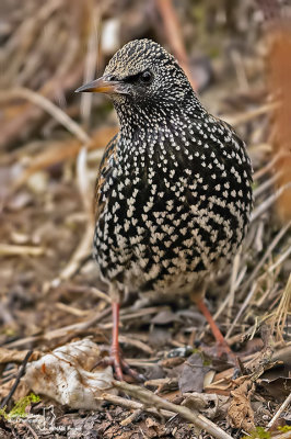 Storno -Starling (Sturnus vulgaris)