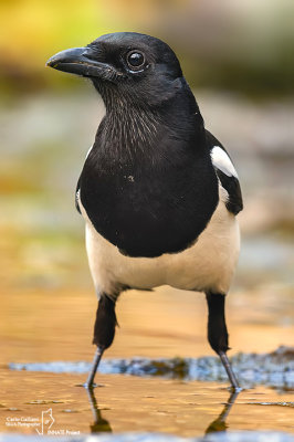 Gazza -Eurasian Magpie (Pica pica)