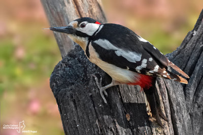 Picchio rosso maggiore-Great Spotted Woodpecker (Dendrocopos major))