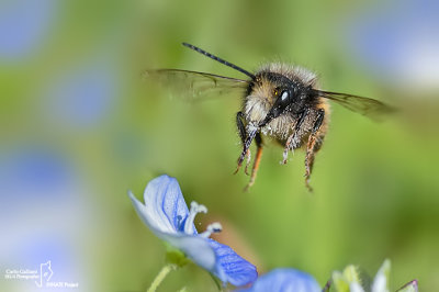 Osmia cornuta