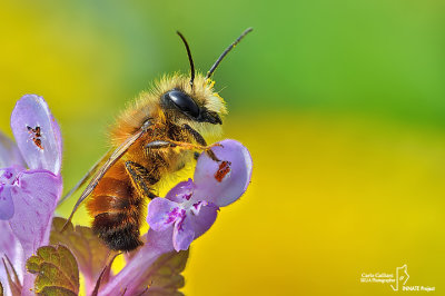 Osmia bicornis