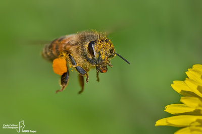 Apis mellifera