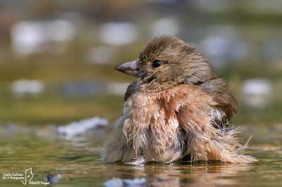 Fringuello- Chaffinch (Fringilla coelebs)