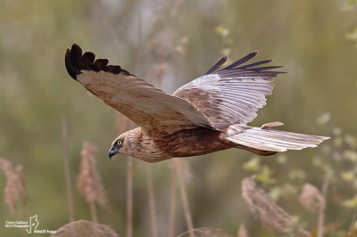 Falco di palude-Western Marsh Harrier (Circus aeruginosus)