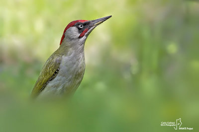 Picchio verde-Green Woodpecker (Picus viridis)
