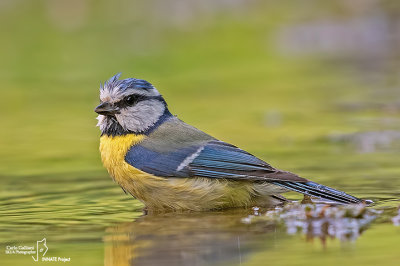 Cinciarella-Blue Tit(Cyanistes caeruleus)