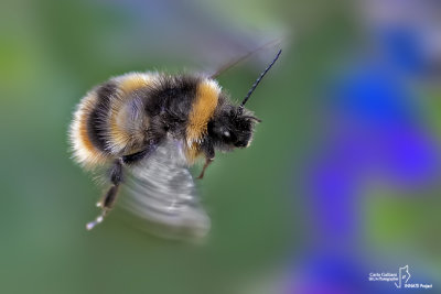 Bombus  soroeensis lectitatus