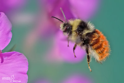 Bombus monticola