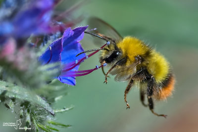 Bombus pratorum