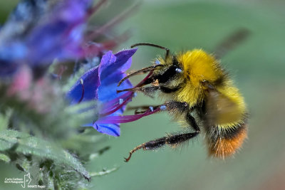 Bombus pratorum