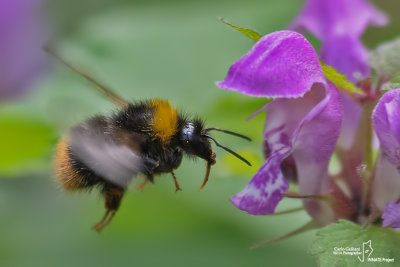 Bombus pratorum