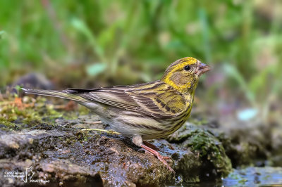 Verzellino- European Serin (Serinus serinus)