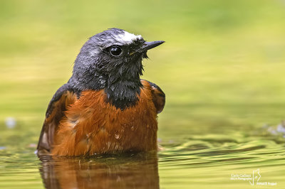 Codirosso - Common Redstart (Phoenicurus phoenicurus)