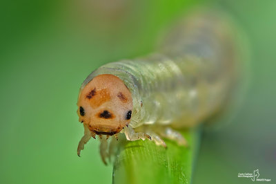 Caterpillar