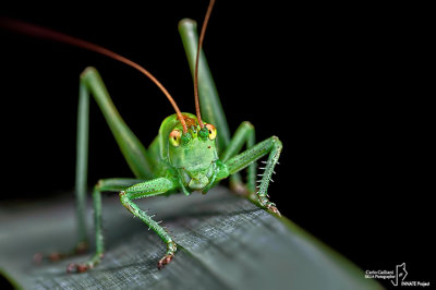 Tettigonia viridissima
