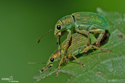 Polydrusus sericeus