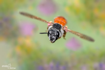 Andrena hattorfiana