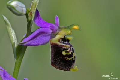 Ophrys holosericea