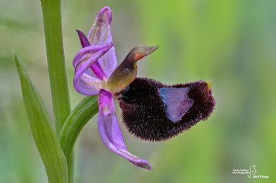 Ophrys bertolonii