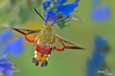 Eteroceri - Moths