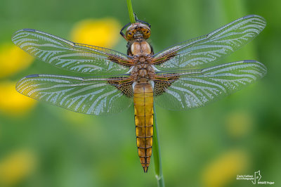 Libellula depressa