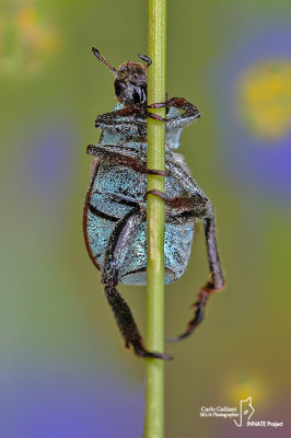 Hoplia argentea