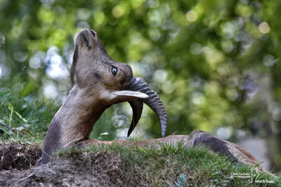 Stambecco-Alpine Ibex (Capra ibex) 