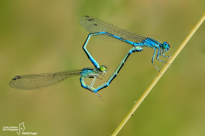 Coenagrion scitulum