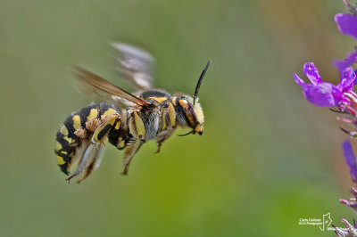 Anthidium sp.