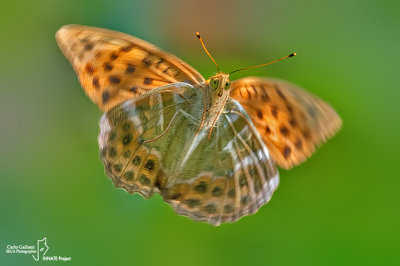 Argynnis paphia