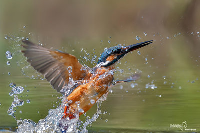 Martin pescatore - Kingfisher - (Alcedo atthis)