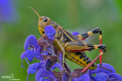 Arcyptera fusca