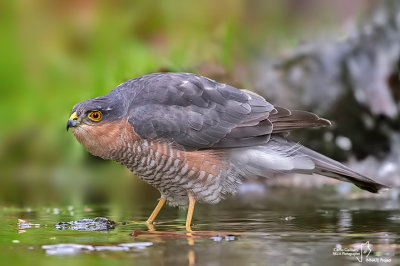 Sparviere- Eurasian Sparrowhawk (Accipiter nisus )