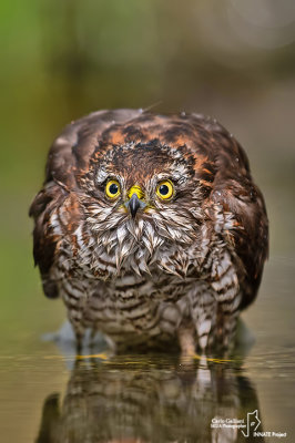 Sparviere- Eurasian Sparrowhawk (Accipiter nisus )