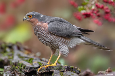 Sparviere- Eurasian Sparrowhawk (Accipiter nisus )