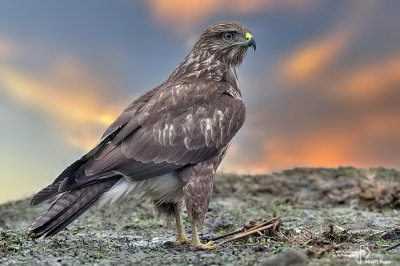 Poiana-Common Buzzard (Buteo buteo)