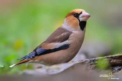 Frosone- Hawfinch (Coccothraustes coccothraustes)