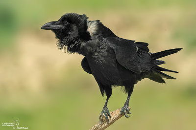 Corvo imperiale- Common Raven (Corvus corax)