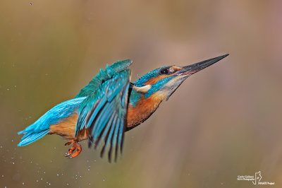 Martin pescatore - Kingfisher - (Alcedo atthis)