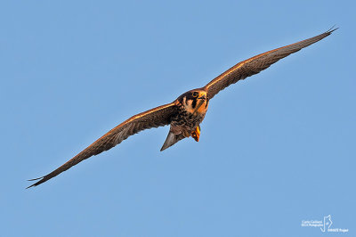 Lodolaio- Eurasian Hobby (Falco subbuteo)