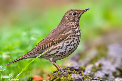 Tordo bottaccio - Song Thrush (Turdus philomelos )