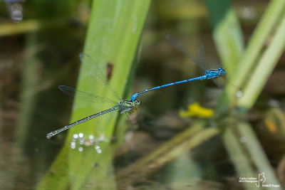 Coenagrion puella