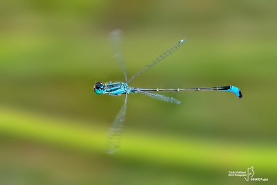 Ishnura elegans