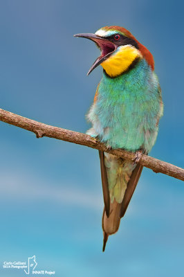 Gruccione-European Bee-eater (Merops apiaster)