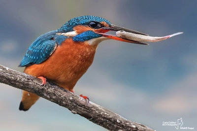 Martin pescatore - Kingfisher - (Alcedo atthis)