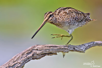 Beccaccino-Common Snipe (Gallinago gallinago)