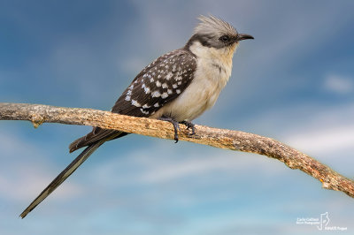 Cuculo dal ciuffo-Great Spotted Cuckoo (Clamator glandarius)