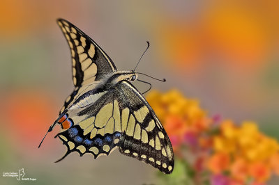  Papilio machaon 