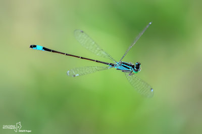 Ishnura elegans